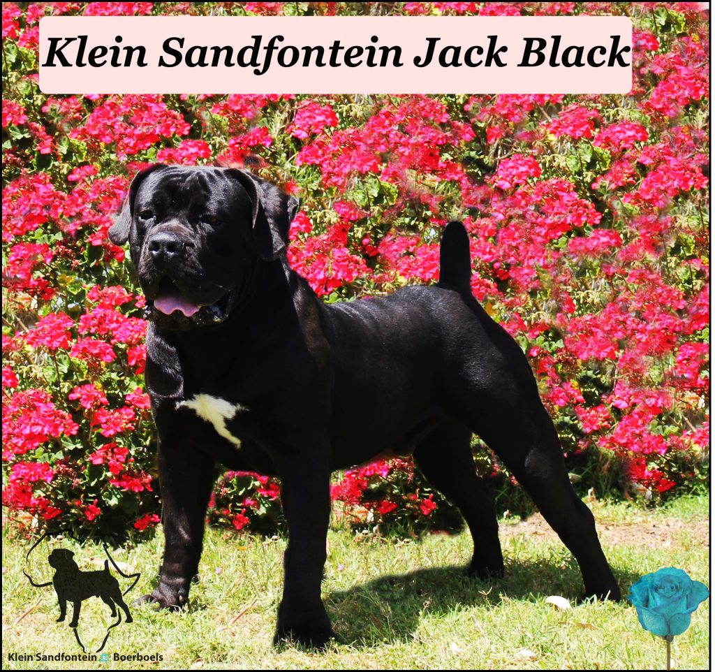 Jack-black-blomme-1024x962