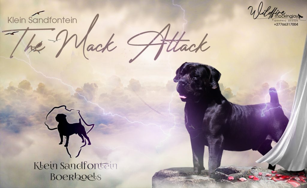 boerboel dog attack