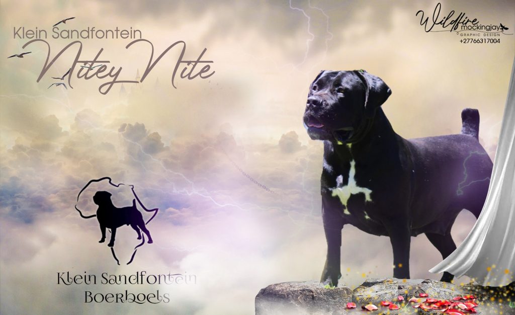 nitey-2-1024x626