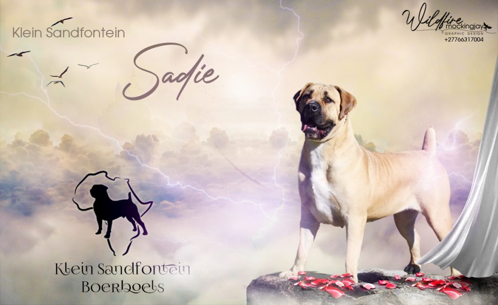 sadie-1024x627