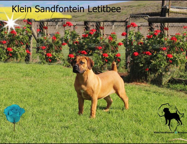 Klein Sandfontein LetitBee