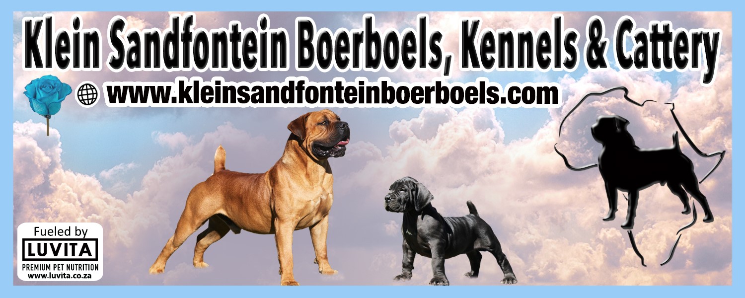 Klein Sandfontein Boerboels – Breeder of the South African ...