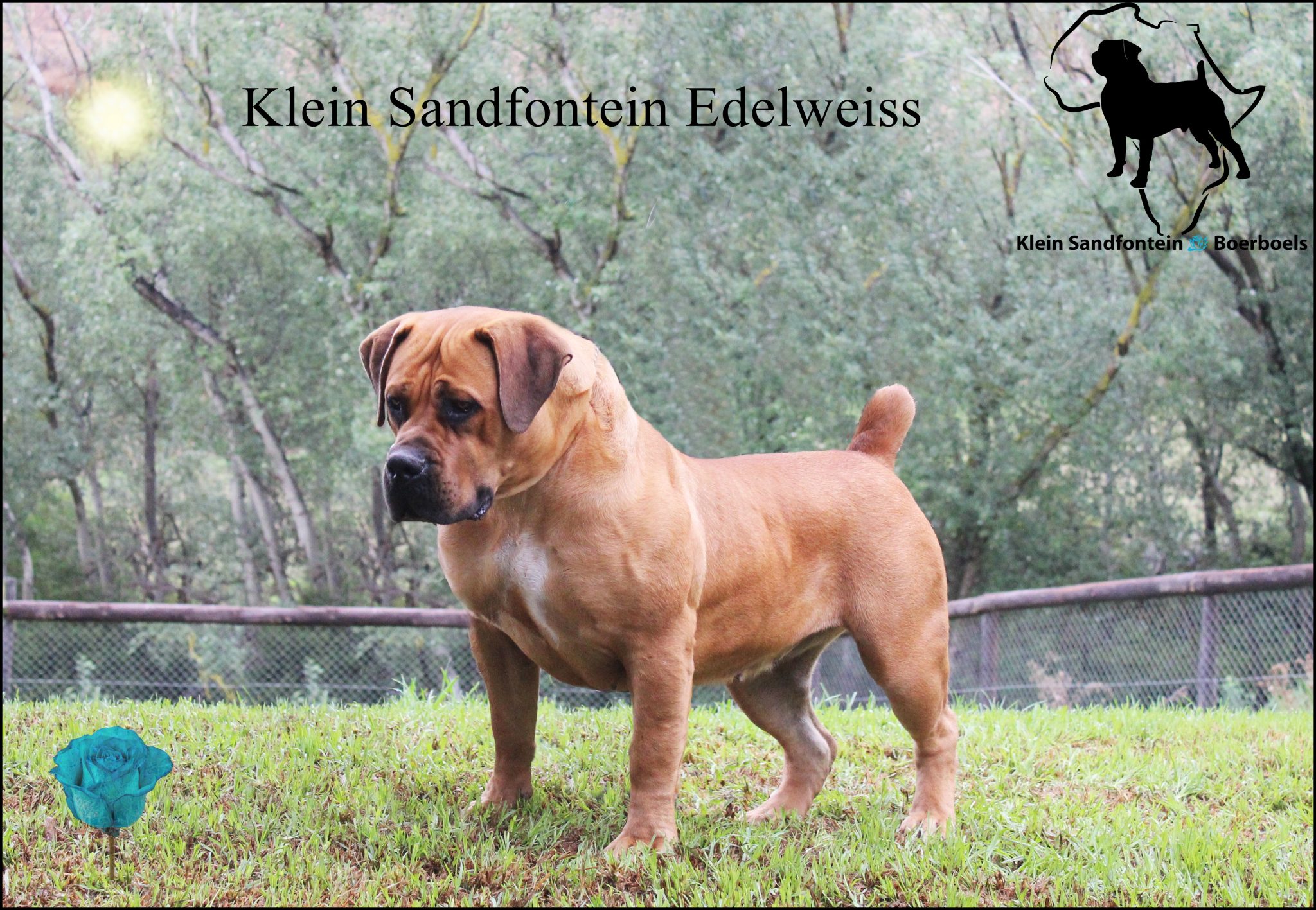 Females – Klein Sandfontein Boerboels